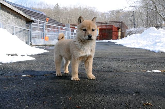 北海道犬の子犬（博物館）
