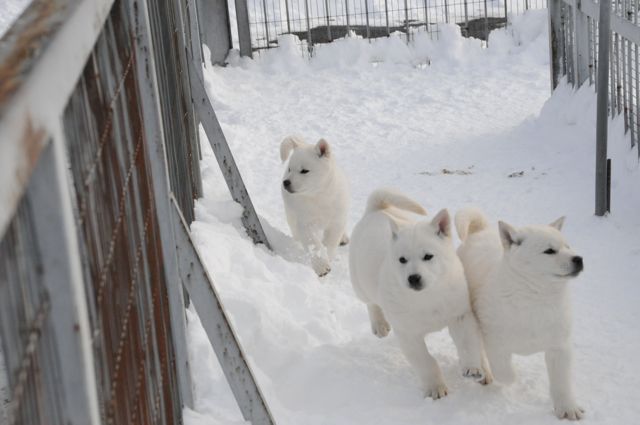北海道犬（博物館）