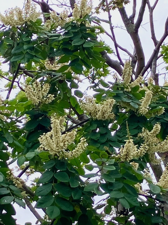 イヌエンジュの花