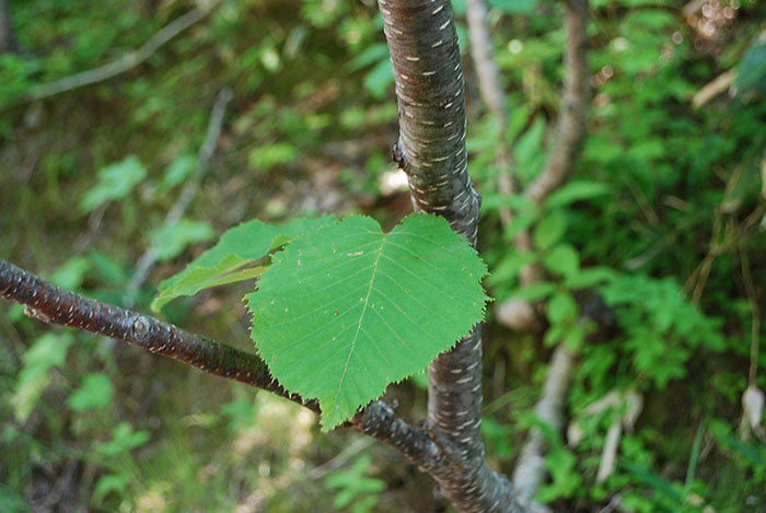 ウダイカンバの幼木と葉