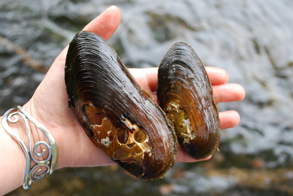 カワシンジュガイ